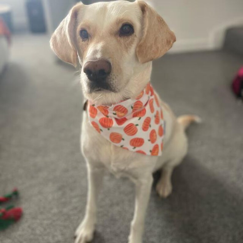 Pumpkin Patch Dog Bandana, Autumn Dog Bandana, Fall Halloween Bandana, Pet Neckwear, Puppy Accessory bild 13