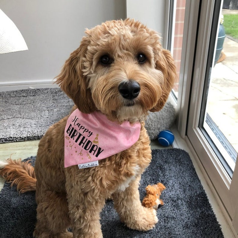 May include: A light brown dog wearing a pink bandana with the text "Happy Birthday" in black. The bandana has gold glitter accents.