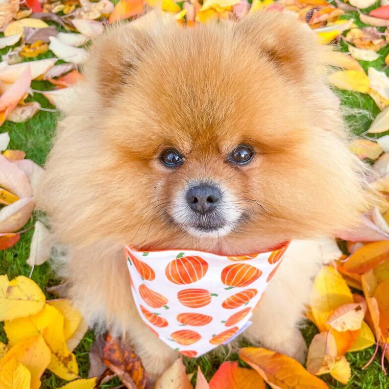 Pumpkin Patch Dog Bandana, Autumn Dog Bandana, Fall Halloween Bandana, Pet Neckwear, Puppy Accessory bild 3