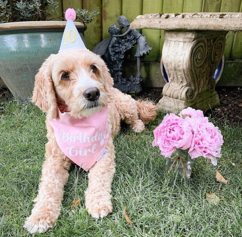 May include: A light brown dog wearing a pink bandana with the text "Birthday Girl" and a white party hat with the number "10" on it. The dog is sitting in a grassy area with pink flowers in a vase.