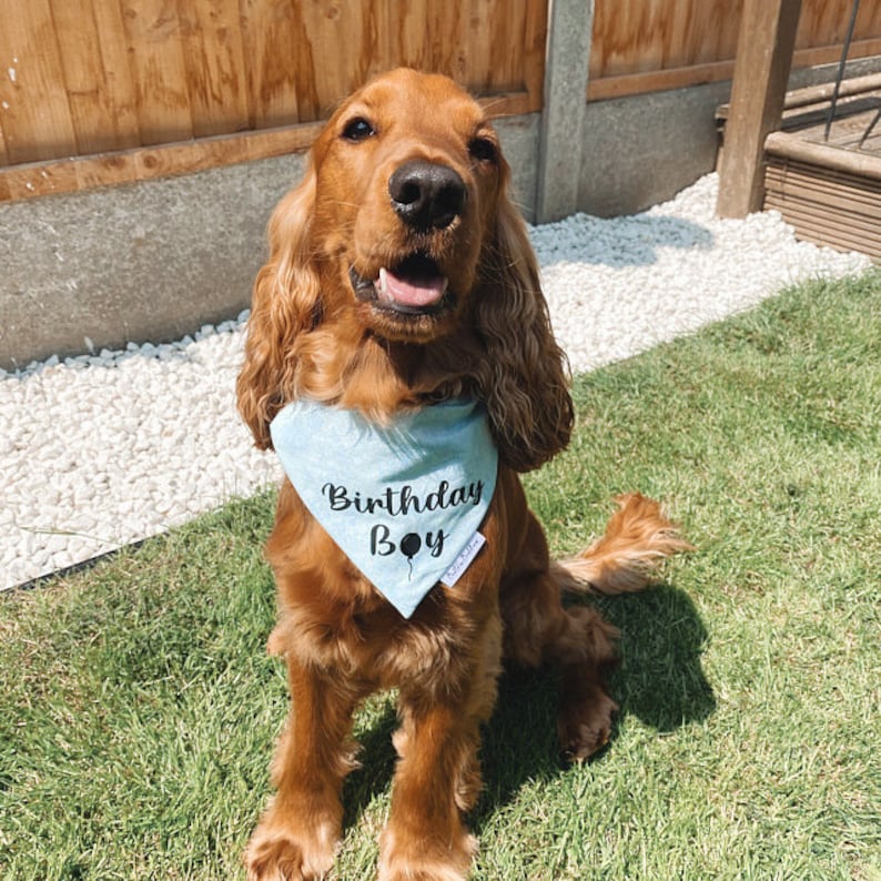 May include: A brown and white cocker spaniel dog wearing a light blue bandana with the text "Birthday Boy" and a black balloon graphic.
