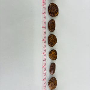 Tumbled Script Stone Arabic Miriam Jasper (calligraphy Script Stone) - Tumbled - 1 Stone - Etsy