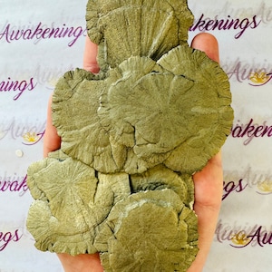 May include: A collection of five round pyrite stones, each with a unique, textured surface. The stones are a light gold colour and have a metallic sheen.