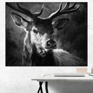 Deer Photo - Stag Black & White Print - Nature Print - Deer Art - Alternative Wall Art - Print in Various Sizes