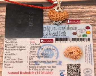 ShriRudram 14 Mukhi Rudraksha / Fourteen Face Rudraksh Java Bead Lab Certified 20.85 MM
