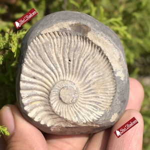 ShriRudram White Yellow Sudarshan Shaligram Sudershan Saligram Stone Gandaki Nepal SNS115