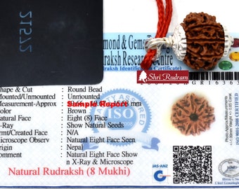 Rudraksha