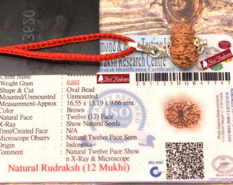 Rudraksha