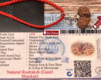 ShriRudram Gauri Shankar Rudraksha / Gouri Sankar Rudraksh Java  Bead Lab Certified 18.53 MM