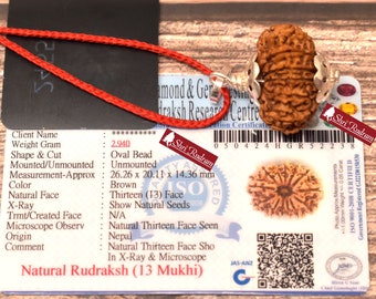 ShriRudram 13 Mukhi Rudraksha / Thirteen Face Rudraksh Nepal Bead Super Collector Lab Certified 26.26 MM