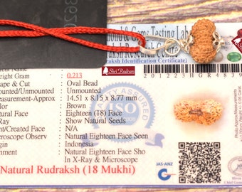 ShriRudram 18 Mukhi Rudraksha / Eighteen Face Rudraksh Java Bead Lab Certified 14.51 MM