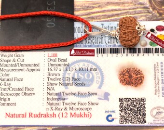 Rudraksha