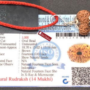 Peut inclure: Un grain de Rudraksha brun de forme ovale, d'environ 1,87 x 1,50 x 1,32 cm, monté sur un métal argenté. L'image comprend un certificat avec des détails sur la perle, y compris son poids et son origine.