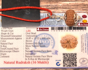ShriRudram 16 Mukhi Rudraksha / Sixteen Face Rudraksh Java Bead Lab Certified 16.85 MM