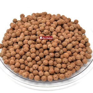 Shri Rudram 5 Mukhi Rudraksha Rudraksh Loose Beads Wholesale Lot of 1051 Beads Natural Uncoloured UnDyed
