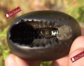 ShriRudram Big Size Narsimha Shaligram, Saligram Stone - Gandaki Nepal, Ritual Object, Pooja Item, Vishnu Puja, Religious Gifts NS54