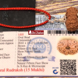 ShriRudram 15 Mukhi Rudraksha / Fifteen Face Rudraksh Java Bead Lab Certified 20.61 MM
