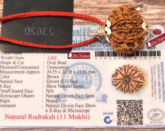 ShriRudram 11 Mukhi Rudraksha / Eleven Face Rudraksh Nepal Bead Lab Certified 24.55 MM