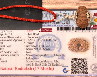 ShriRudram 17 Mukhi Rudraksha / Seventeen Face Rudraksh Java Bead Lab Certified 18.56 MM