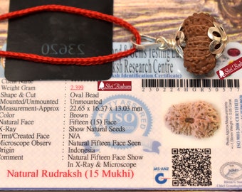 15 Mukhi Rudraksha Pendant - Lab Certified Spiritual Gifts, Yoga Pendant, Fifteen Face Rudraksha Pendant 22.65 MM