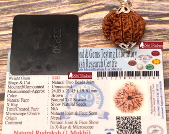 ShriRudram 1 Mukhi Savar Rudraksha / Nag Savaar Rudraksh Nepal Bead Lab Certified 24.05 MM