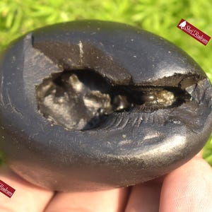 ShriRudram Rare Hamsa Shaligram, Saligram Stone - Gandaki Nepal, Ritual Object, Pooja Item, Vishnu Puja, Religious Gifts HS162