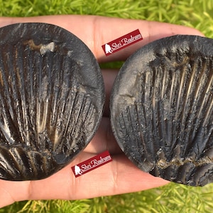 ShriRudram Laxmi Venkateshwar Tilak Shaligram, Rare & Special Two Piece, Religious Gifts, Saligram Stone - Gandaki Nepal DLK230