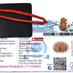 Shri Rudram 15 Mukhi Rudraksha / Fifteen Face Rudraksh Java Bead Lab Certified