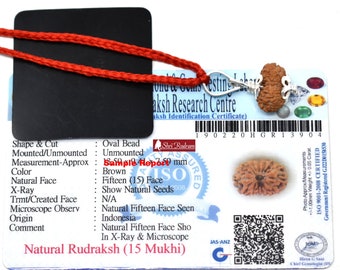 Shri Rudram 15 Mukhi Rudraksha / Fifteen Face Rudraksh Java Bead Lab Certified