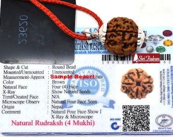 ShriRudram 4 Mukhi Rudraksha / Four Face Rudraksh Nepal Bead Lab Certified
