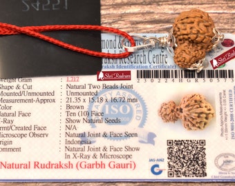 ShriRudram Garbh Gauri Rudraksha / Gouri Ganesh Rudraksh Java Bead Lab Certified 21.35 MM