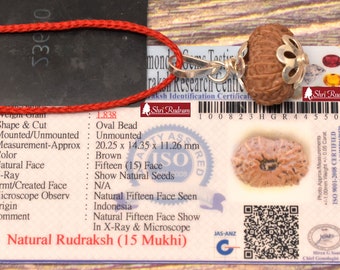 ShriRudram 15 Mukhi Rudraksha / Fifteen Face Rudraksh Java Bead Lab Certified 20.25 MM