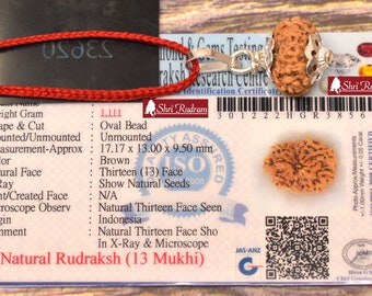 ShriRudram 13 MUkhi Rudraksha / Thirteen Face Rudraksh Java Bead Lab Certified 17.17 MM