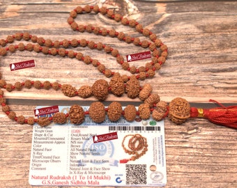 ShriRudram Siddha Mala - 1 to 14 Mukhi Rudraksha Beads With Gauri Shankar and Ganesh Rudraksha, Indonesian Beads Lab Certified D17