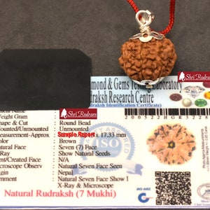 Peut inclure: Un Rudraksha brun à sept faces, également connu sous le nom de Rudraksha 7 Mukhi, est présenté sur un certificat d'authenticité. Le certificat est délivré par le Diamond & Gems Testing Laboratory et le Rudraksha Research Centre. Le certificat comprend les dimensions, la couleur et l'origine de la perle. La perle mesure 17,33 mm de diamètre.