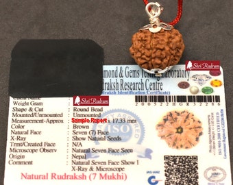 ShriRudram 7 Mukhi Rudraksha / Seven Face Rudraksh Nepal Bead Certified Size 22-23 MM