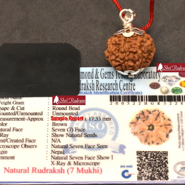 ShriRudram 7 Mukhi Rudraksha / Seven Face Rudraksh Nepal Bead zertifizierte Größe 22-23 MM