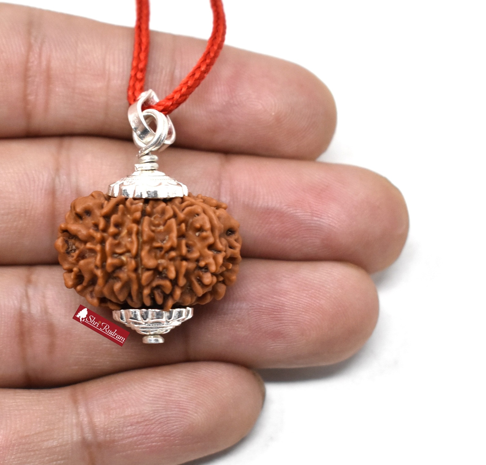 ShriRudram 10 Mukhi Rudraksha / Ten Face Rudraksh Nepal Bead Etsy