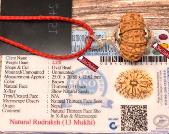 ShriRudram 13 Mukhi Rudraksha / Thirteen Face Rudraksh Nepal Bead Lab Certified 25.01 MM