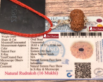 ShriRudram 16 Mukhi Rudraksha / Sixteen Face Rudraksh Java Bead Lab Certified 18.63 MM