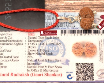 ShriRudram Gauri Shankar Rudraksha / Gouri Sankar Rudraksh Java  Bead Lab Certified 17.45 MM