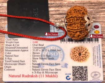 ShriRudram 11 Mukhi Rudraksha / Eleven Face Rudraksh Nepal Bead Lab Certified 31.07 MM