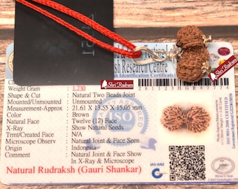 ShriRudram Gauri Shankar Rudraksha / Gouri Sankar Rudraksh Java Bead Lab Certified 21.61 MM