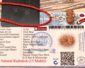 Shri Rudram 15 Mukhi Rudraksha / Fifteen Face Rudraksh Java Bead Lab Certified 14.85 MM