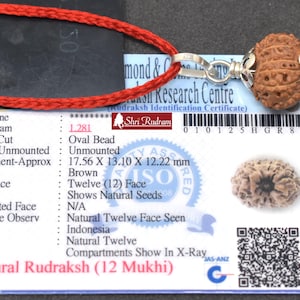 ShriRudram 12 Mukhi Rudraksha / Twelve Face Rudraksh Java Bead Lab Certified 17.56 MM