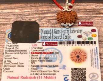 ShriRudram 11 Mukhi Rudraksha / Eleven Face Rudraksh Nepal Bead Lab Certified 20-22 MM