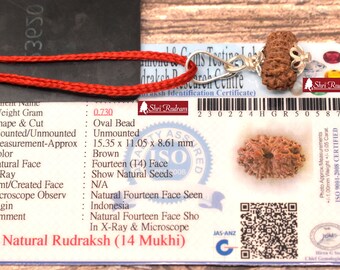 ShriRudram 14 Mukhi Rudraksha / Fourteen Face Rudraksh Java Bead Lab Certified 15.35 MM