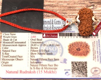 15 Mukhi Rudraksha Pendant - Lab Certified Spiritual Gifts, Yoga Pendant, Fifteen Face Rudraksha Pendant 24.65 MM