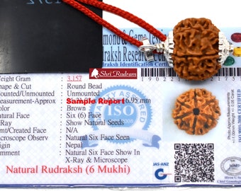 ShriRudram 6 Mukhi Rudraksha / Six Face Rudraksh Nepal Bead Certified Size 21-22 MM