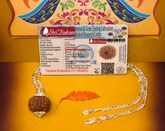 ShriRudram 12 Mukhi Rudraksha / Twelve Face Rudraksh Nepal Bead in Pure Silver Chain Lab Certified